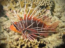Red Lionfish On Coral Reef Royalty Free Stock Image Red Lionfish On Coral Reef Royalty Free Stock Image