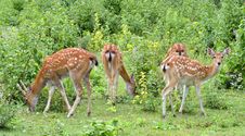 Sika Deer Herd Royalty Free Stock Photos Sika Deer Herd Royalty Free Stock Photos