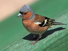Chaffinch Male Portrait Stock Photo