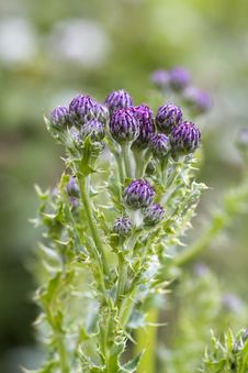 Thistle Royalty Free Stock Images Thistle Royalty Free Stock Images