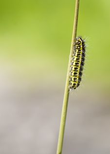 5-spot Burnet Caterpillar Royalty Free Stock Photo
