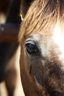 Horse`s Eye Stock Photo Horse`s Eye Stock Photo