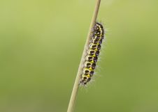 5-spot Burnet Caterpillar Royalty Free Stock Photography