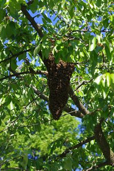 Bee Swarm Stock Photography