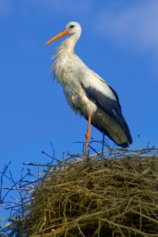 Stork In The Nest Stock Images Stork In The Nest Stock Images