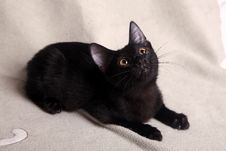 Black Kitten Royalty Free Stock Photography