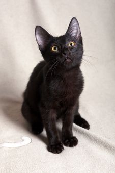 Black Kitten Stock Image