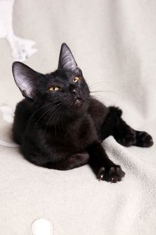 Black Kitten Stock Photos
