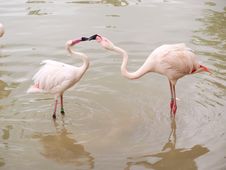 Two Pelicans Stock Photography Two Pelicans Stock Photography