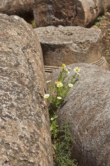 Daisies Among Roman Ruins Stock Images Daisies Among Roman Ruins Stock Images