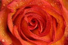 Rose With Water Drops. Royalty Free Stock Photography Rose With Water Drops. Royalty Free Stock Photography