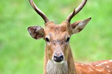 The Sika Dee Stock Photography