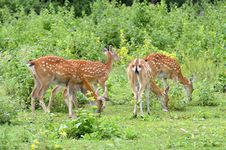 Sika Deer Herd Stock Images Sika Deer Herd Stock Images