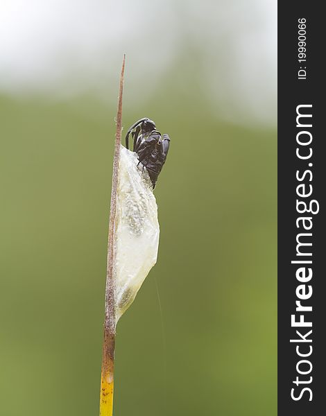 5-spot Burnet  pupa on a grass stem