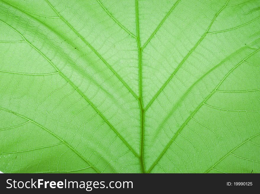Green leaves on a white background. Green leaves on a white background.
