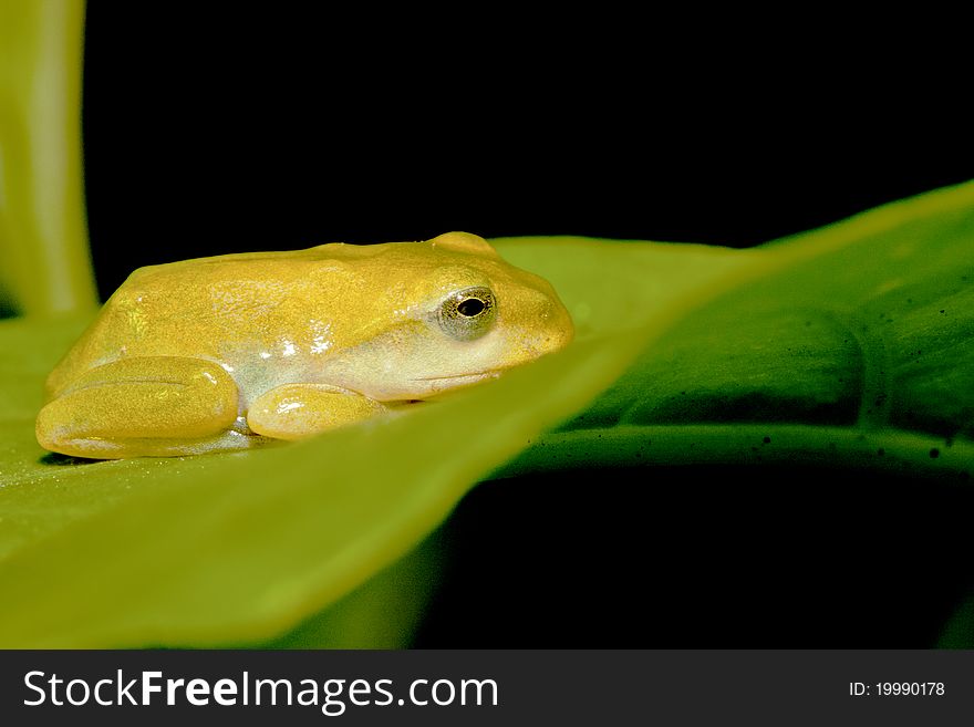 A Taipei Green Tree Frog stay on leaf at night