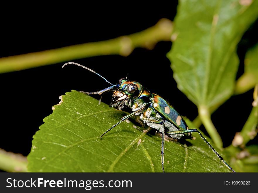 A tiger beetle Cosmodela batesi  stay on leaf at night