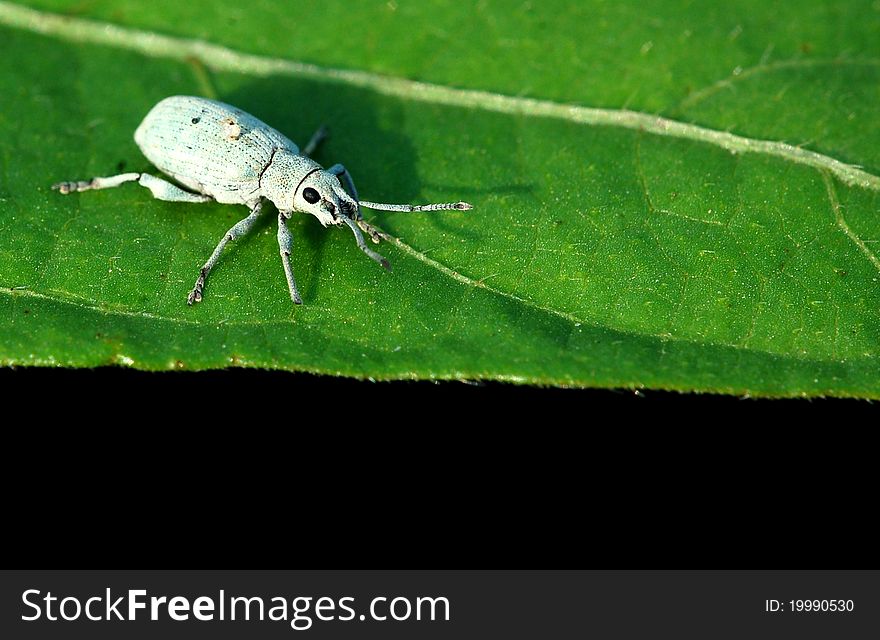 White beetle setting on leaf