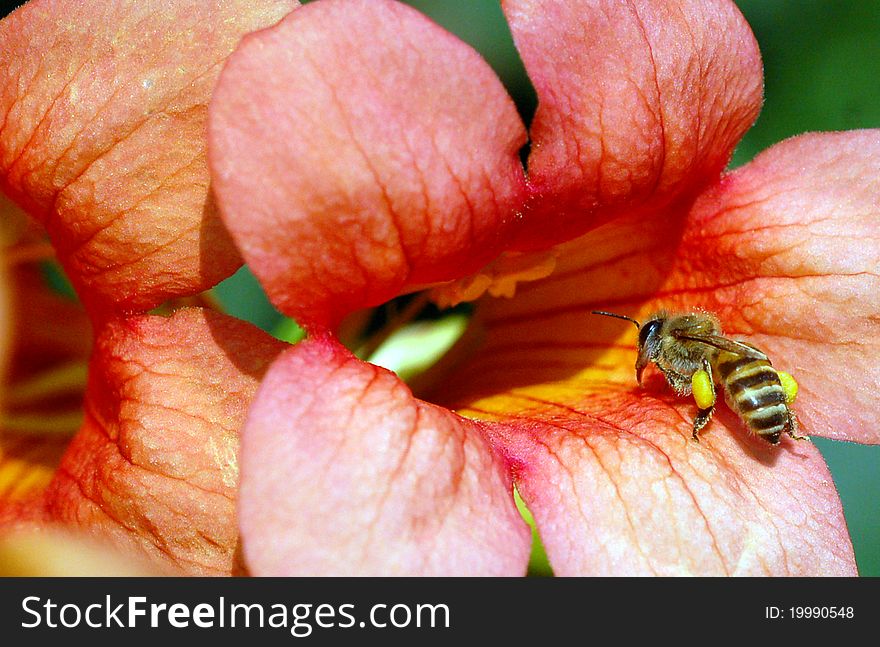 Honeybee setting on the flower