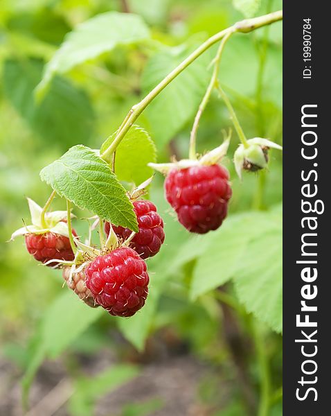 Ripe raspberries branch with leaves in the garden