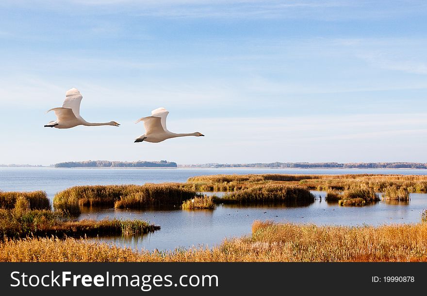 Flying whooper over the birdlake in Sweden. Flying whooper over the birdlake in Sweden.