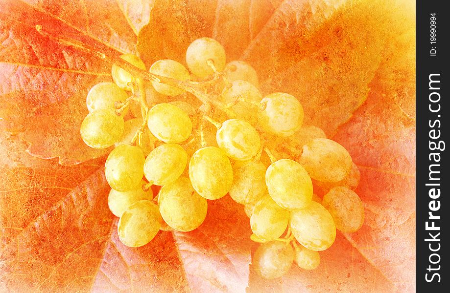 Vine grape - vintage stylized picture