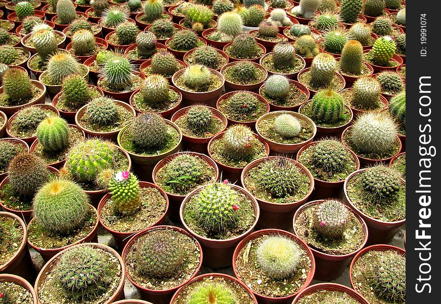 Cactus in a garden of Cameron Highlands Malaysia