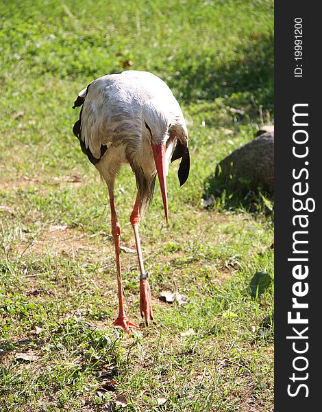 The White Stork is a large bird in the stork family Ciconiidae. Its plumage is mainly white, with black on its wings. Adults have long red legs and long pointed red beaks, and measure on average 100–115 cm (39–45 in) from beak tip to end of tail, with a 195–215 cm (77–85 in) wingspan.