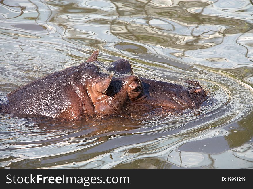A hippo in the water. The hippopotamus is one of the most aggressive creatures in the world and is often regarded as one of the most dangerous animals in Africa.