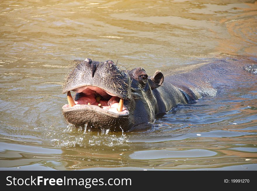 A hippo in the water.

The hippopotamus is one of the most aggressive creatures in the world and is often regarded as one of the most dangerous animals in Africa.