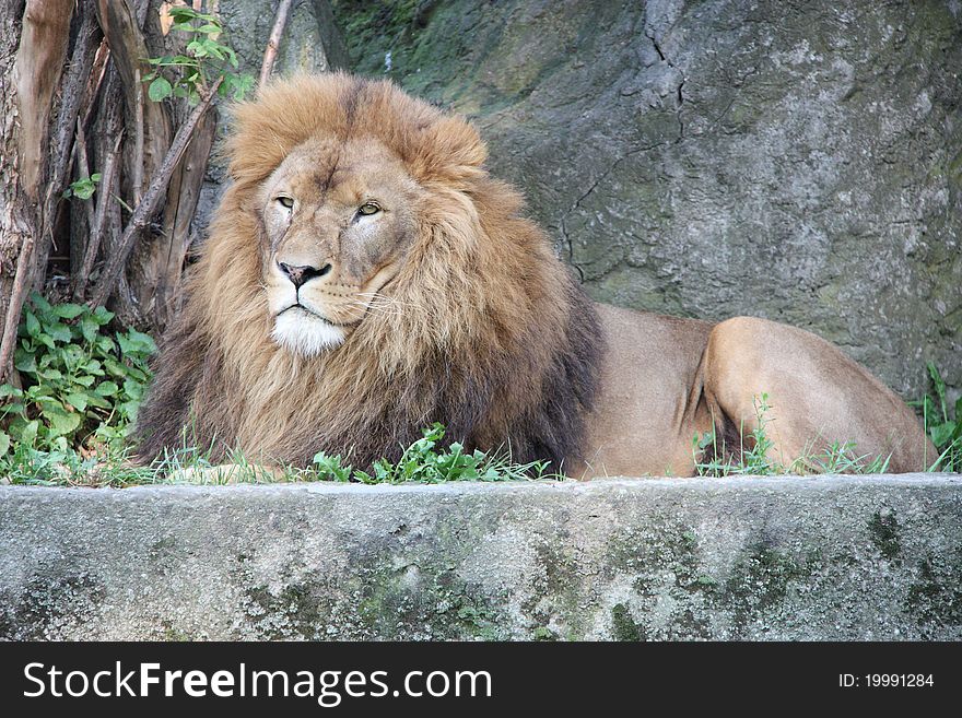 A lion lying on a rock.