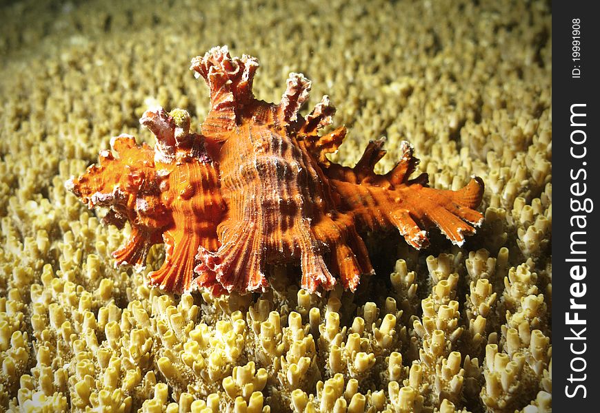 A red shell standing on a yellow coral in Maldivian reef. A red shell standing on a yellow coral in Maldivian reef