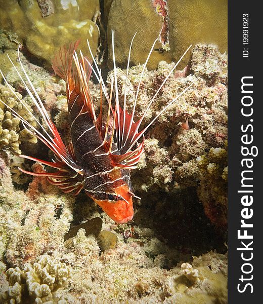 Lionfish portrait