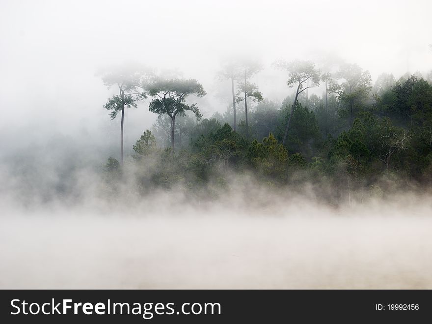 Morning mist cover pine tree forest form Chiangmai