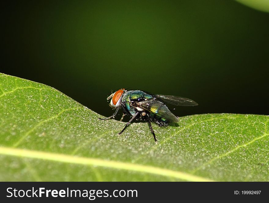 Fly On Leaf With Green Background