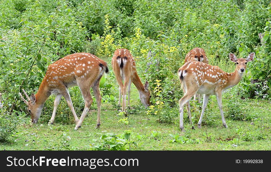 Sika deer herd forage near the forest