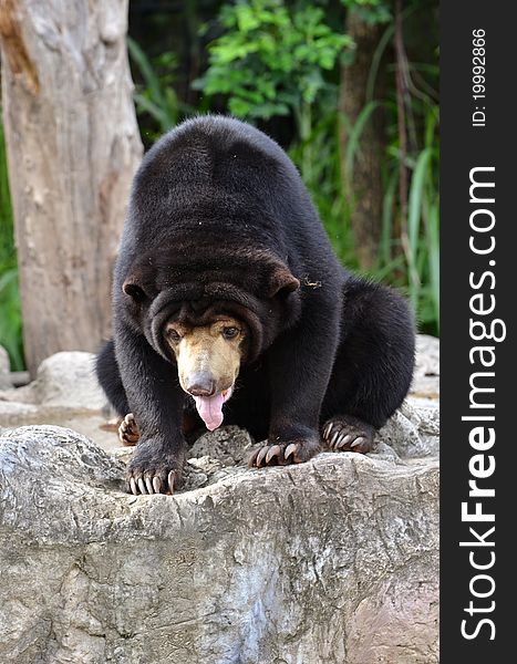 Malayan sun bear,the largest bear in the world