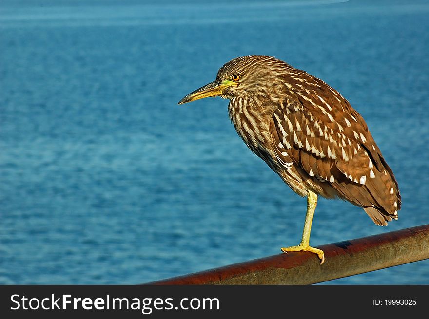 A Black-Crowned Night Heron balancing on one leg, while tucking it's other under a Wing. A Black-Crowned Night Heron balancing on one leg, while tucking it's other under a Wing.