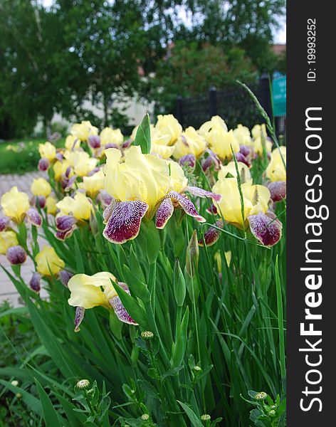 Yellow iris flowers in summertime