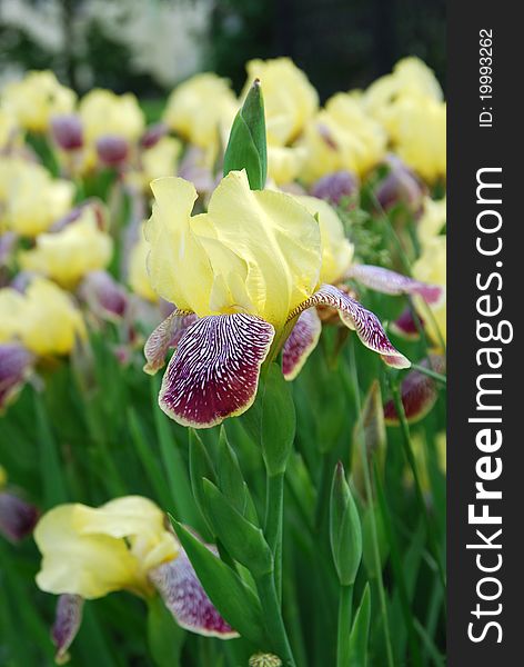 Yellow iris flower in summertime