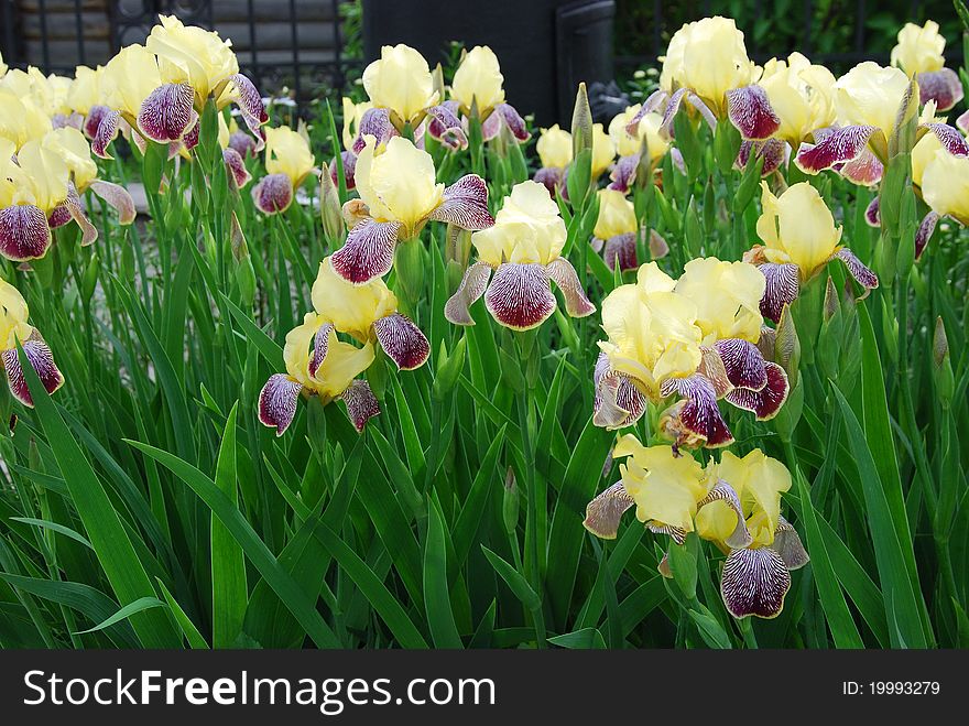 Yellow iris flowers in summertime