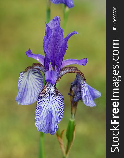 Selective focus on a blue iris flower, with yellow markings, and blurred