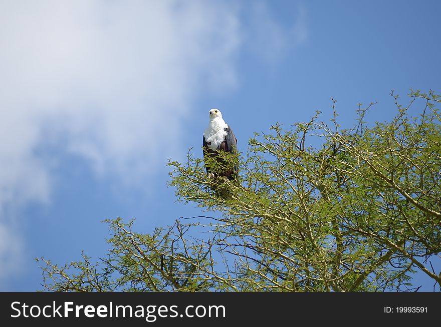 A eagle on the tree