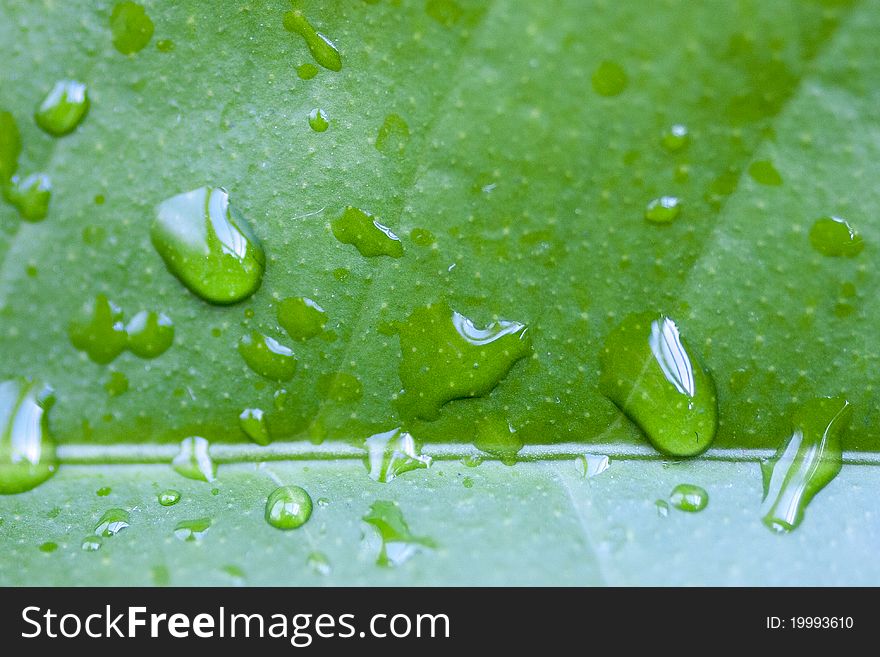 Green leaf with drops visible. Macro shot.