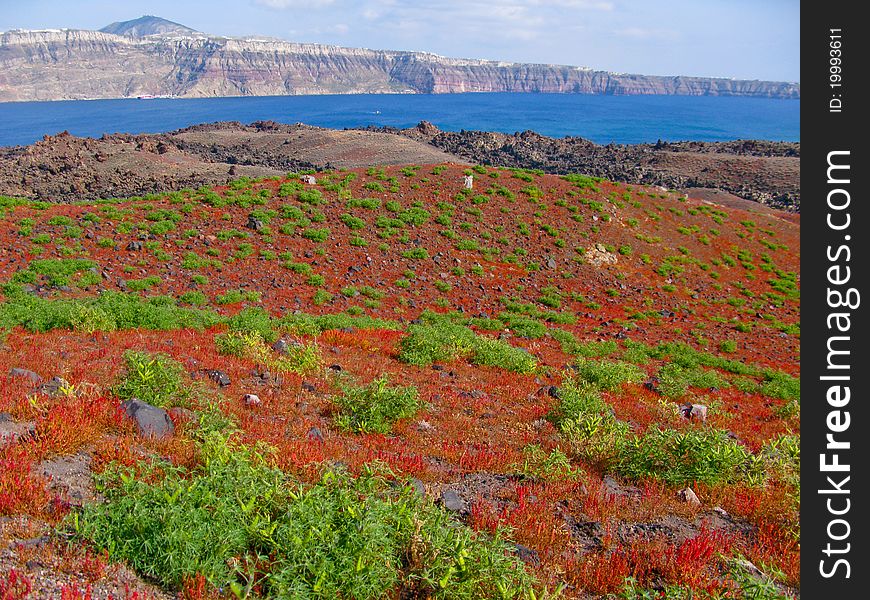 Prairie with clumps of wild peas from the island volcano of Santorini in Greece Thirasia in the Mediterranean Sea, the Cyclades archipelago