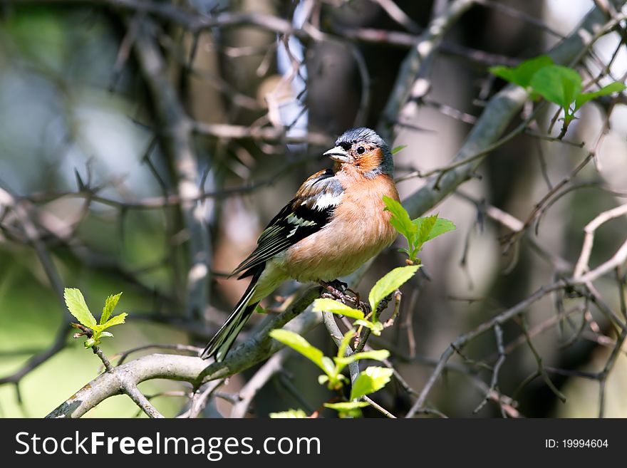 Chaffinch male on tree branch in forest. Chaffinch male on tree branch in forest