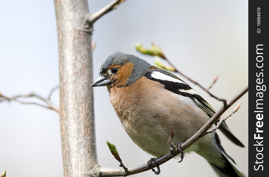 Chaffinch on tree close up