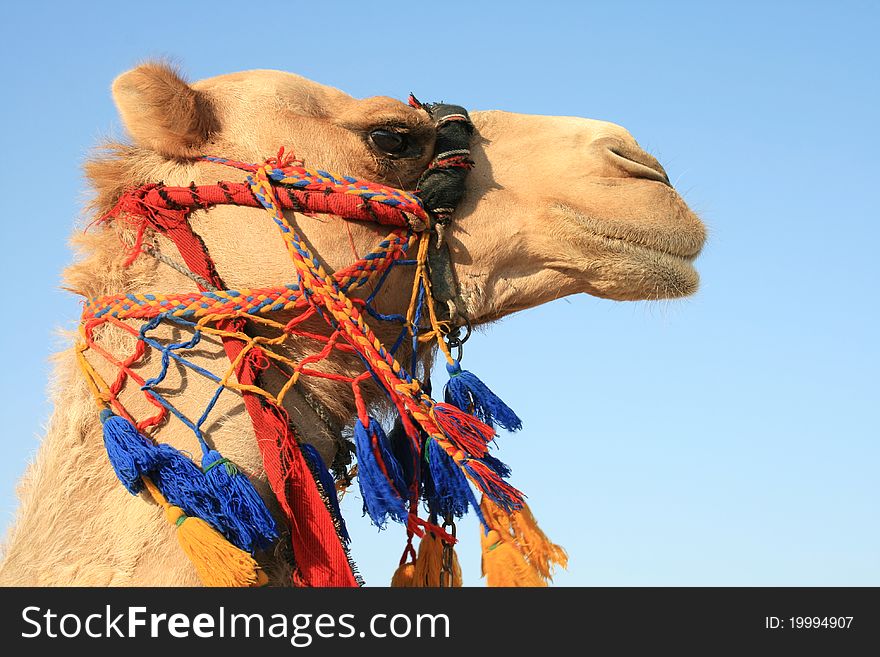 Close up photo of a dessert camel in Israel close to the border of Jordan, Yehuda dessert. Close up photo of a dessert camel in Israel close to the border of Jordan, Yehuda dessert