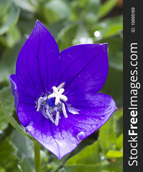 A Big Purple Flower in spring closeup