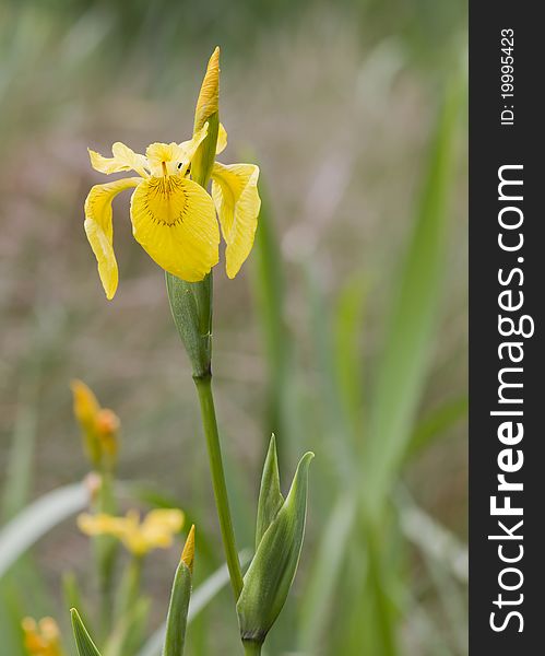Yellow Iris (Iris pseudacorus ) beautiful wild flower
